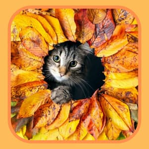 Jazz Organ - Background Music for My Quiet Cats - Cat Sleeping Music Project