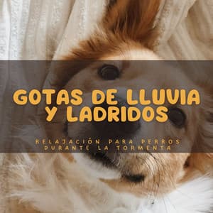 Gotas De Lluvia Y Ladridos: Relajación Para Perros Durante La Tormenta - Grabadora Lluvia