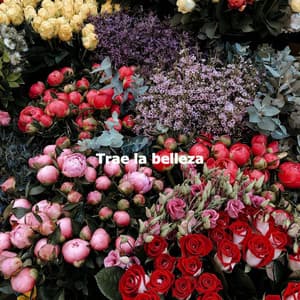 Trae la belleza - Música Suave para Cafe