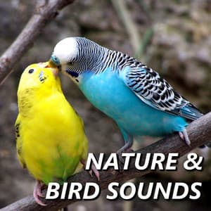 Nature & Bird Sounds - Nature And Bird Sounds