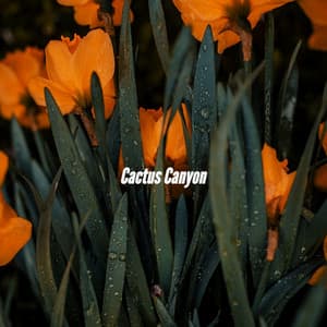 Cactus Canyon - Study & Chill