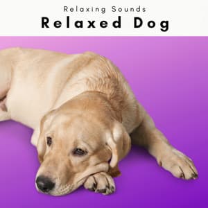 1 Relaxed Dog - Dog's Music