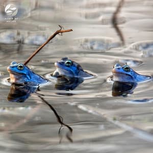 Frogs' Singing On The Lake With Piano Accompaniment - Mystic Haven