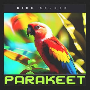 Parakeet - Bird Sounds