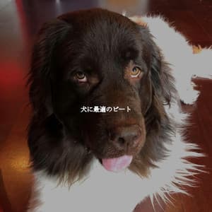 犬に最適のビート - Peaceful Autumn Instrumental Jazz