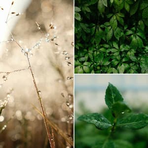 Backdrop for Sweet Spring - Peaceful Trumpet, Electric Piano, Alto Sax and Soprano Sax - Jazz Lounge Music Club Chicago
