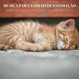 Música Para Animais De Estimação: Sons Pacíficos Da Noite Para Relaxar Seu Gato - Balneario