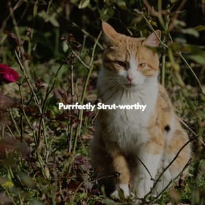Purrfectly Strut-worthy - Happy Background Music