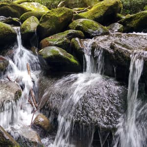 Small Waterfall with Birdsong - Nature Sounds Artists
