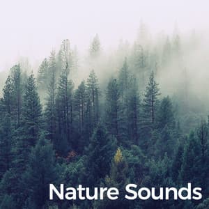 Nature Sounds - Nature Recordings