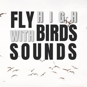 Fly High with Birds Sounds - Bird Songs