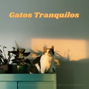 Serenatas Para Gatos Tranquilos: Sonidos Meditativos Para La Felicidad Purrfecta - Música Tranquila para Cafe