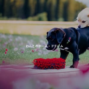 わんこのホーム・ドリーム - Light Morning Music