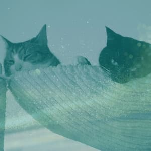 Music - Resting Kittens - Cat Music Experience
