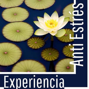 Experiencia Anti Estrés: Música para el Alma, Relajación y Armonía - Armonía Creativa