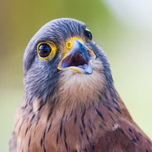 Bird Sounds - White Noise Sounds