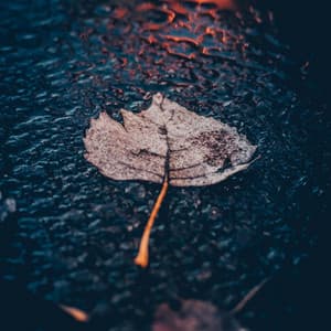 Serenade of Splashes: Windy Rain on Puddle for Meditation - Rain Sounds Lab