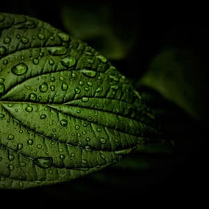 Birds in Rainy Weather - Foley Music