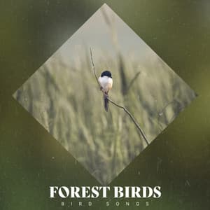 Forest Birds - Bird Songs