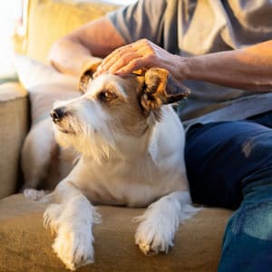Patas Y Cuerdas: Orquesta Relajante Para Perros - Raymond Floyd
