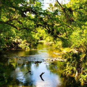 Relaxing Forest Whisper - Foresty Ambient Noises