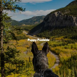 Puppy Poolside - New York Steakhouse Jazz