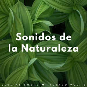 Sonidos De La Naturaleza: Lluvias Sobre Mi Tejado Vol. 2 - Sonidos de hombre de lluvia