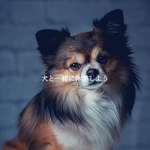 犬と一緒に休憩しよう - Afternoon Jazz