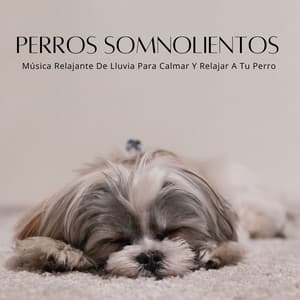 Perros Somnolientos: Música Relajante De Lluvia Para Calmar Y Relajar A Tu Perro - Alguna música
