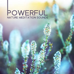 Powerful Nature Meditation Sounds - Universe of Nature Orchestra