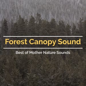 Forest Canopy Sound - Best of Mother Nature Sounds