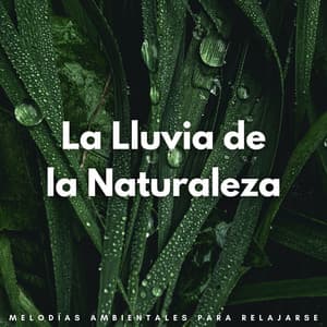 La Lluvia De La Naturaleza: Melodías Ambientales Para Relajarse - Cascada de Lluvia