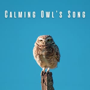 Calming Owl's Song: Nature's Relaxation Haven - Owl Sounds Recordings