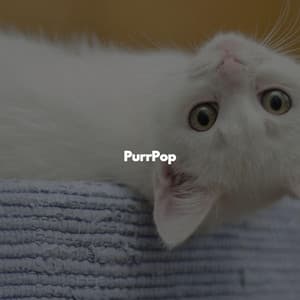 PurrPop - Quebec Jazz Lounge