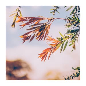 Perfect Soft Tones - Reading and Study Music