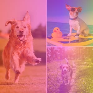 Music for Keeping Dogs Soothed - Dogs at Home