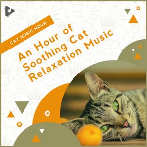 An Hour of Soothing Cat Relaxation Music - Cat Music Hour