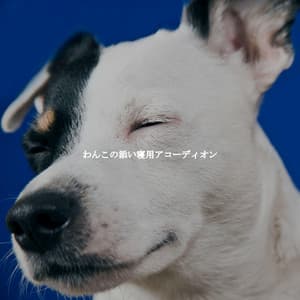 わんこの添い寝用アコーディオン - Cooking Music Fun