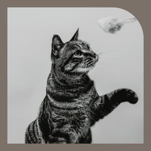 Beautiful - Calm Cat Music