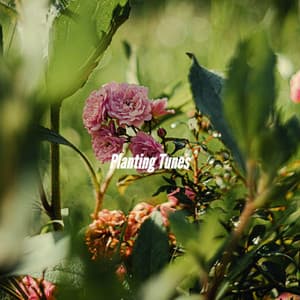 Planting Tunes - Modern Jazz Fusion