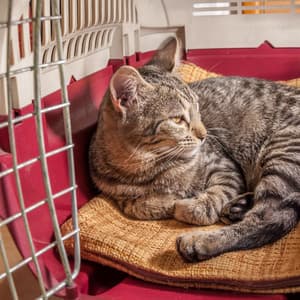 Jazz Pet Tranquility: Harmonious Melodies for Contentment - Soft Jazz Playlist