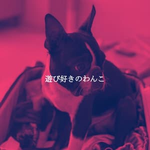 遊び好きのわんこ - Soft Jazz & Coffee