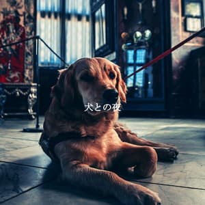 犬との夜 - Dinner Party Jazz Radio