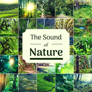 The Sound of Nature - Music with Natural Sounds for Focus, Study, Concentration - Nature Caldwell