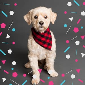 Music for Chilling Dogs - Pets Relax