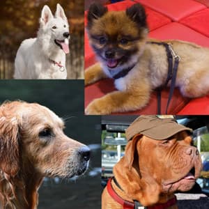 Echoes of Resting Doggy - Dogs at Home