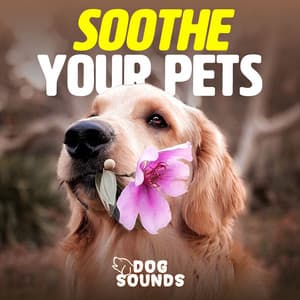 Soothe Your Pets - Dog Sounds