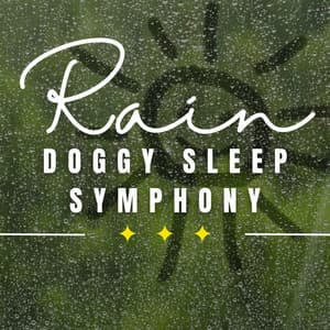 Rainy Day Paws: Relaxation for Dogs - ASMR Rain Sound