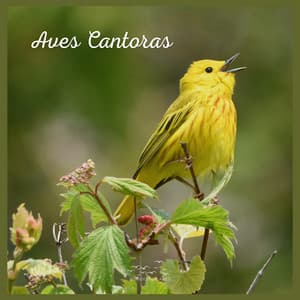 Aves Cantoras - Sonidos De Aves