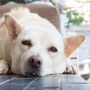 Blissful Barks: Serene Dog Relaxation Music - Music for Cats and Dogs